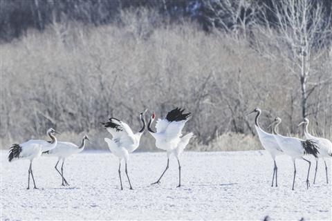 阿寒国際ツルセンター(2月頃撮影)